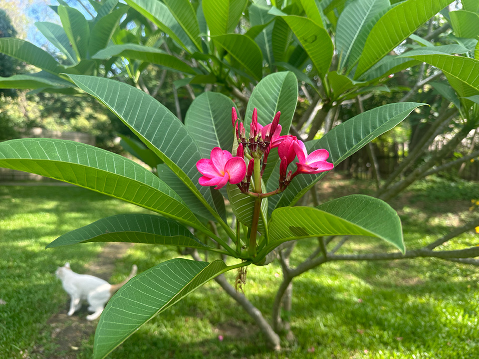 2泊につき+1泊プレゼント!